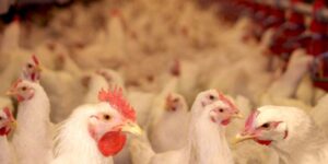 الوزيرة ليلى بنعلي في حدث الحوارات الأكاديمية والعلمية كونكورديا-المغرب