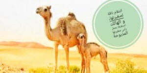 القنيطرة تحتضن المعرض الدولي للفواكه الحمراء في نسخته الرابعة و المجلس الجماعي يعقد دورة استثنائية للمصادقة على اتفاقية شراكة لتنظيمه