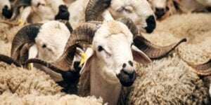 اللجنة التوجيهية لخط أنبوب الغاز المغرب – نيجيريا توقع مذكرات تفاهم