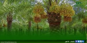 توصيات واستشرافات “الملتقى الأول لربيع مرجة الفوارت” يومي 10-11 ماي 2024 بالقنيطرة – المغرب