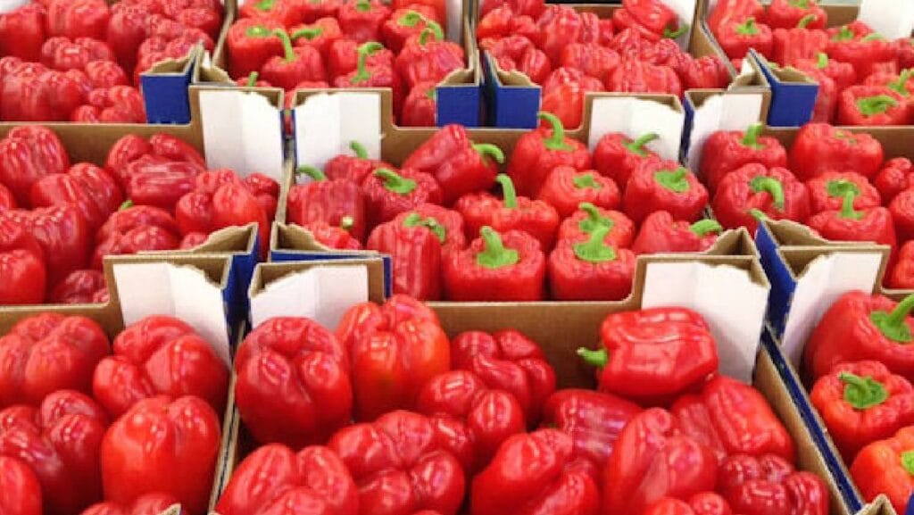 ألمانيا :سحب الفلفل المغربي من الأسواق بسبب مستوى المبيدات المرتفع