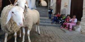 يونس مجاهد يقترح هيئة وطنية للتكوين ويشيد بنجاح “سفراء الجزيرة”
